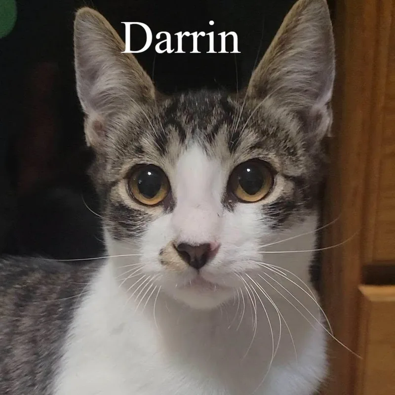 A baby medium-sized male Tabby (Brown / Chocolate) Domestic Short Hair cat named Darrin for adoption in Queen Creek, AZ