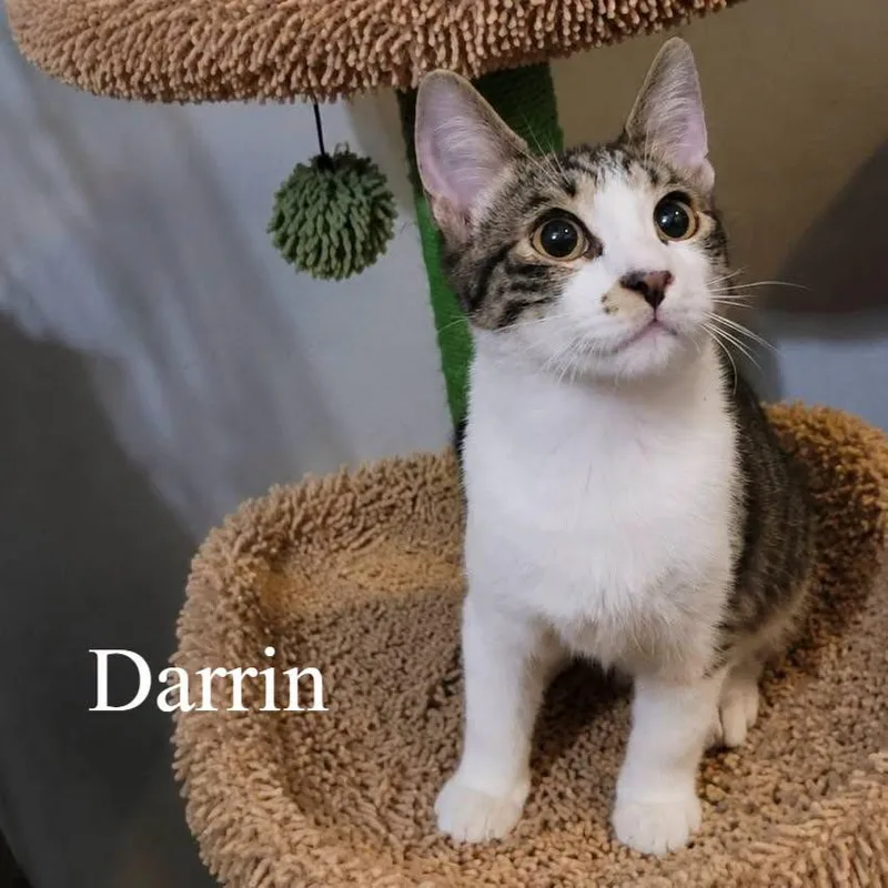 Darrin thumbnail 2