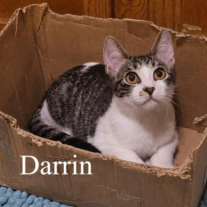 Darrin thumbnail 3