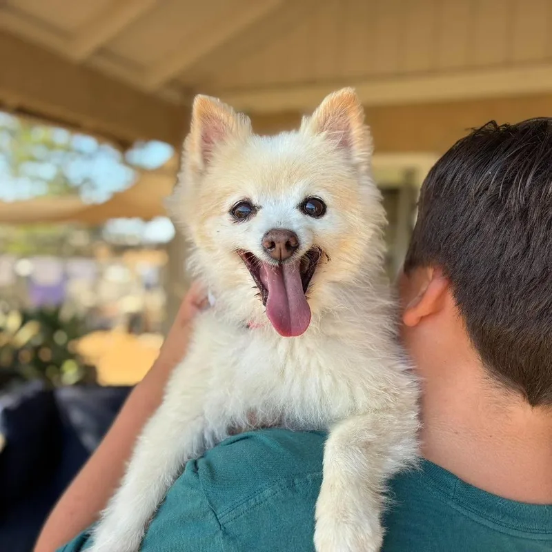 A senior small-sized male Pomeranian dog named Elisha for adoption in Ramona, CA
