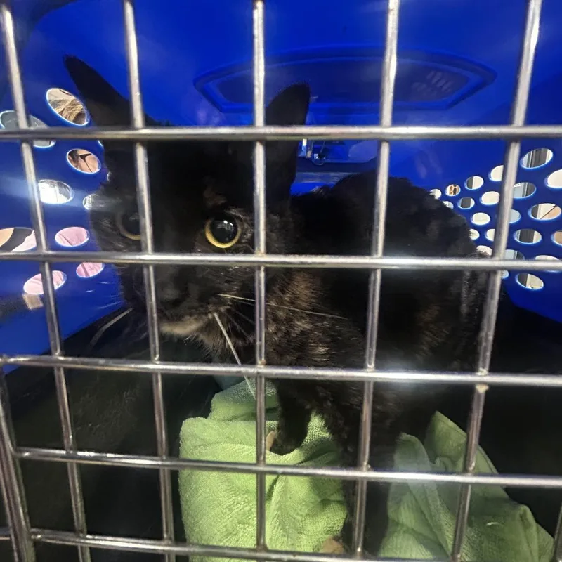 A baby medium-sized female Tortoiseshell Domestic Short Hair cat named Goblin for adoption in Newark, NJ