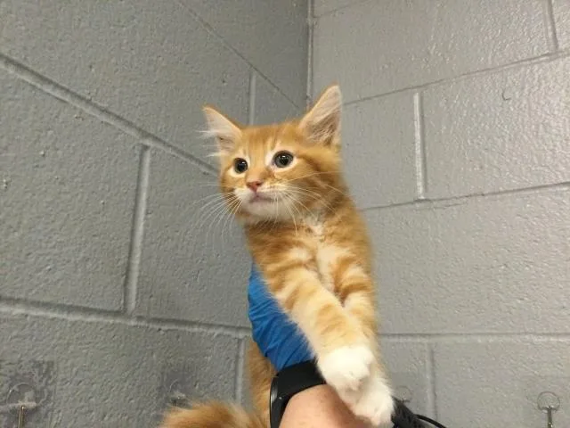 A baby small-sized male Domestic Long Hair cat named Rockwell for adoption in Thousand Palms, CA