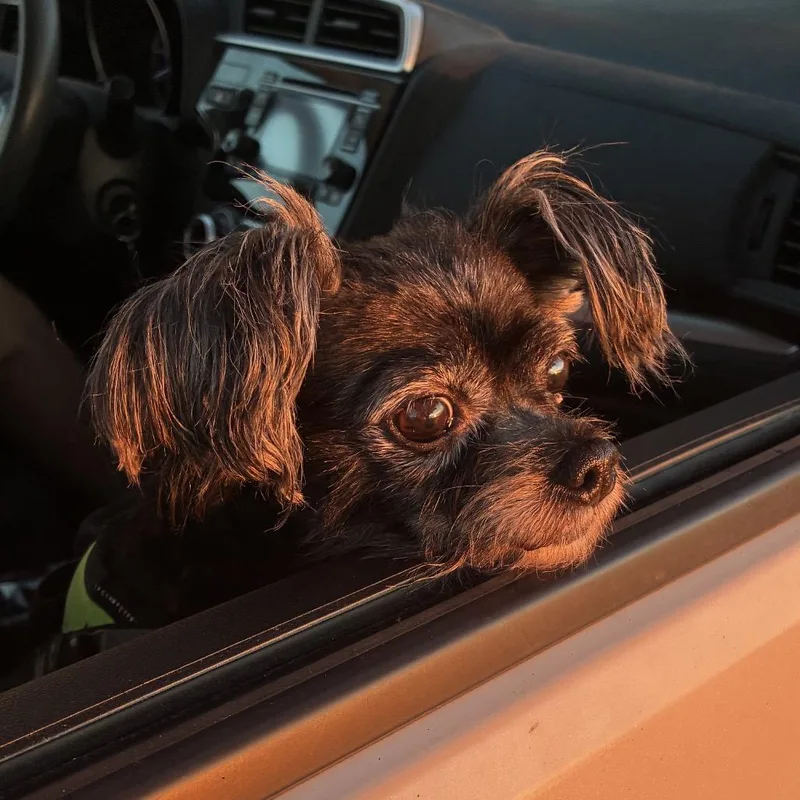 A senior small-sized female Black Terrier dog named Pepper for adoption in Daphne, AL