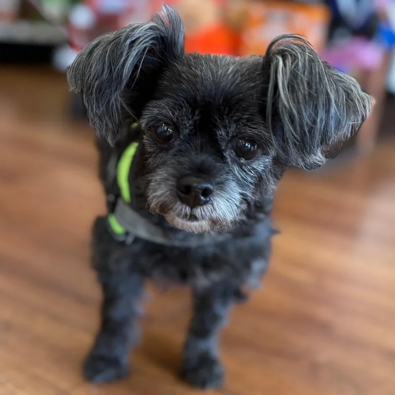 Pepper thumbnail 2