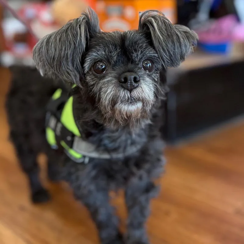 Pepper thumbnail 3