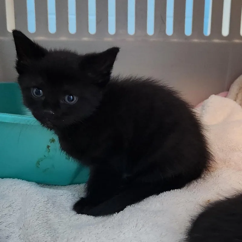 A baby medium-sized male Black Domestic Short Hair cat named Binx for adoption in Charlottesville, VA