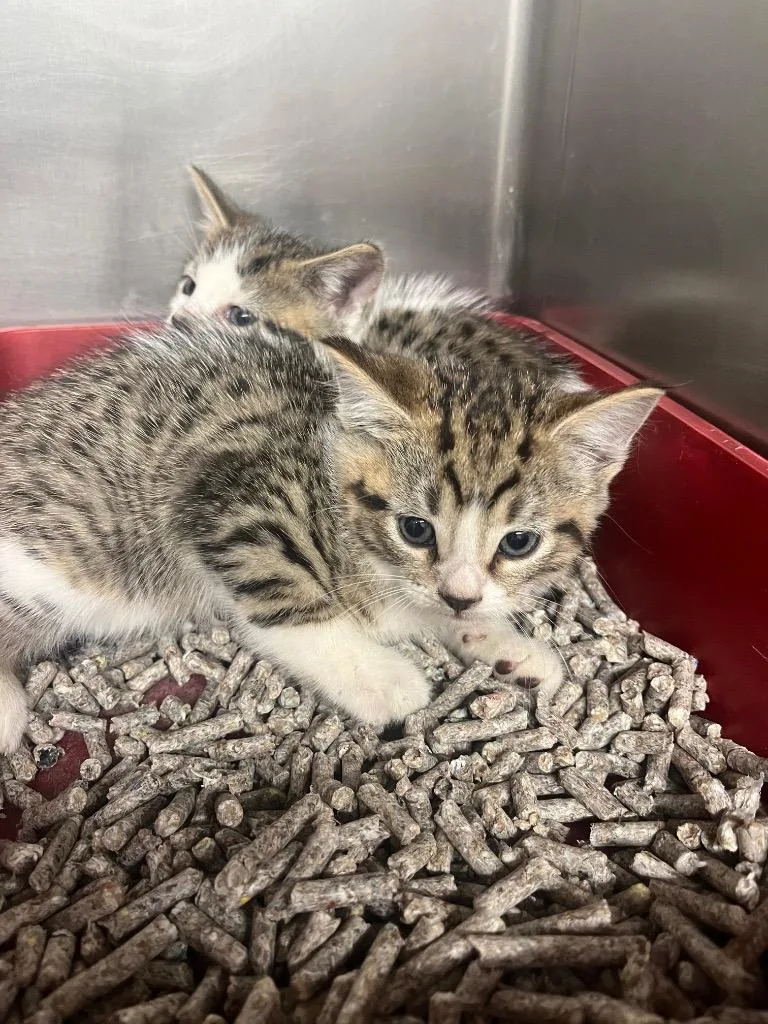 A baby large-sized male Domestic Short Hair cat named Rhonda for adoption in Cartersville , GA