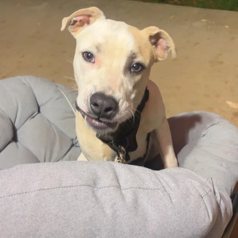 A young medium-sized male White / Cream Mixed Breed dog named Kermit for adoption in Asheville, NC