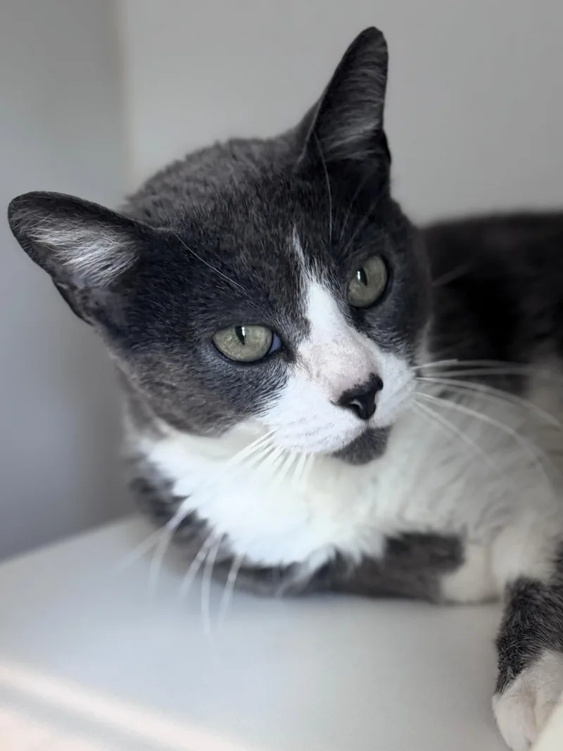 An adult medium-sized female Gray & White Domestic Short Hair cat named Millie for adoption in Pekin, IL