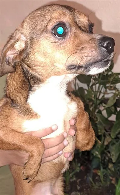 A young small-sized male Chihuahua dog named Floyd for adoption in San Antonio, TX
