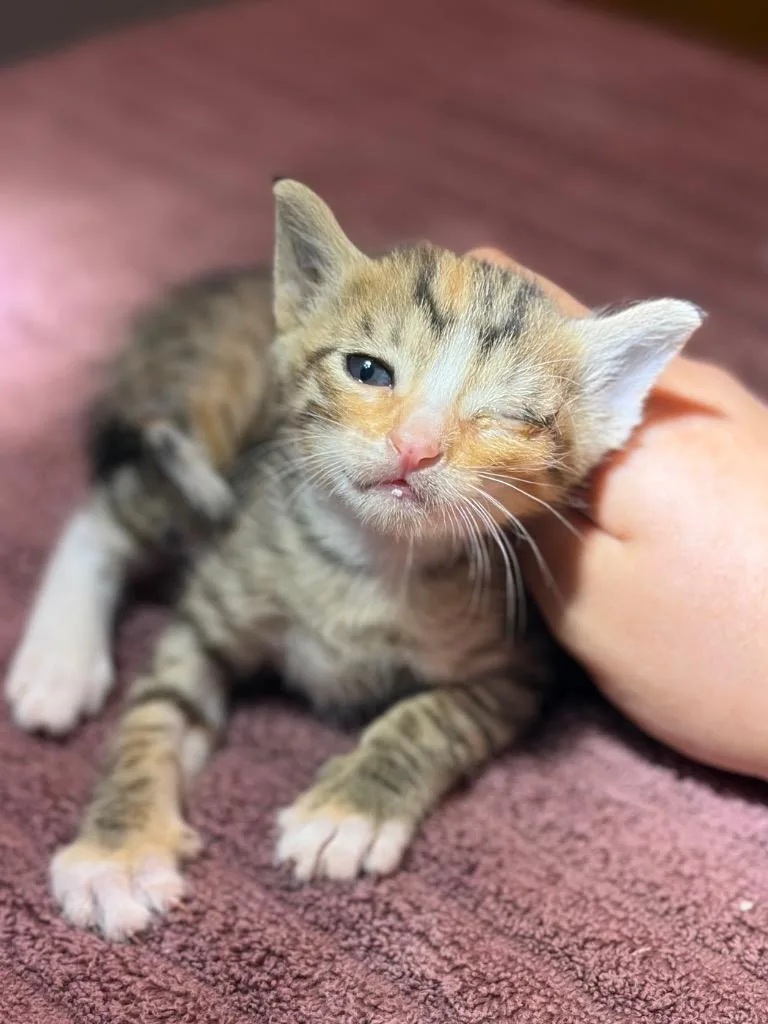 A baby medium-sized female Calico cat named Trix for adoption in Lockhart, TX