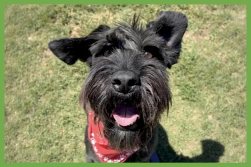 An adult medium-sized female Black Standard Schnauzer dog named Zilyana for adoption in Amherst, MA