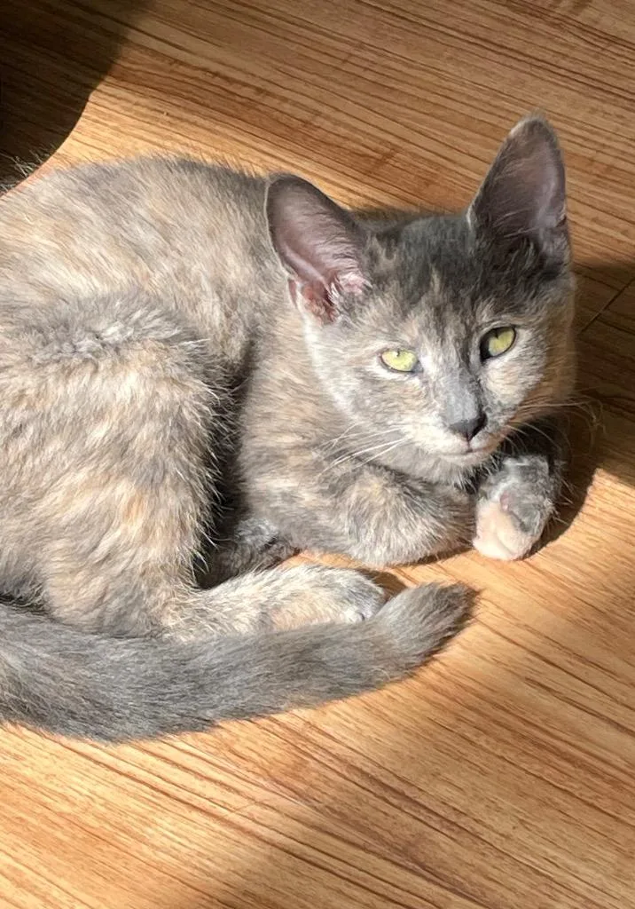 A baby small-sized female Domestic Short Hair cat named Lulu for adoption in Westfield, NY