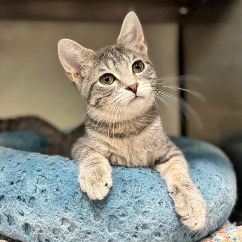 A baby small-sized male Gray / Blue / Silver Domestic Short Hair cat named Worhal for adoption in Nashville, IN