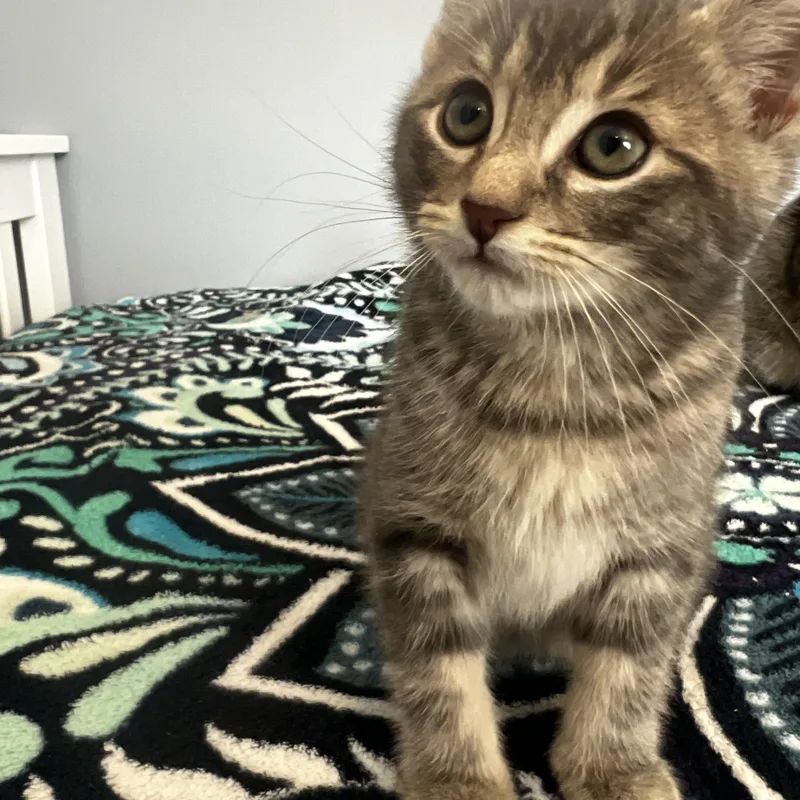 A baby small-sized male Tabby (Gray / Blue / Silver) Domestic Short Hair cat named Whiskey for adoption in Syosset, NY