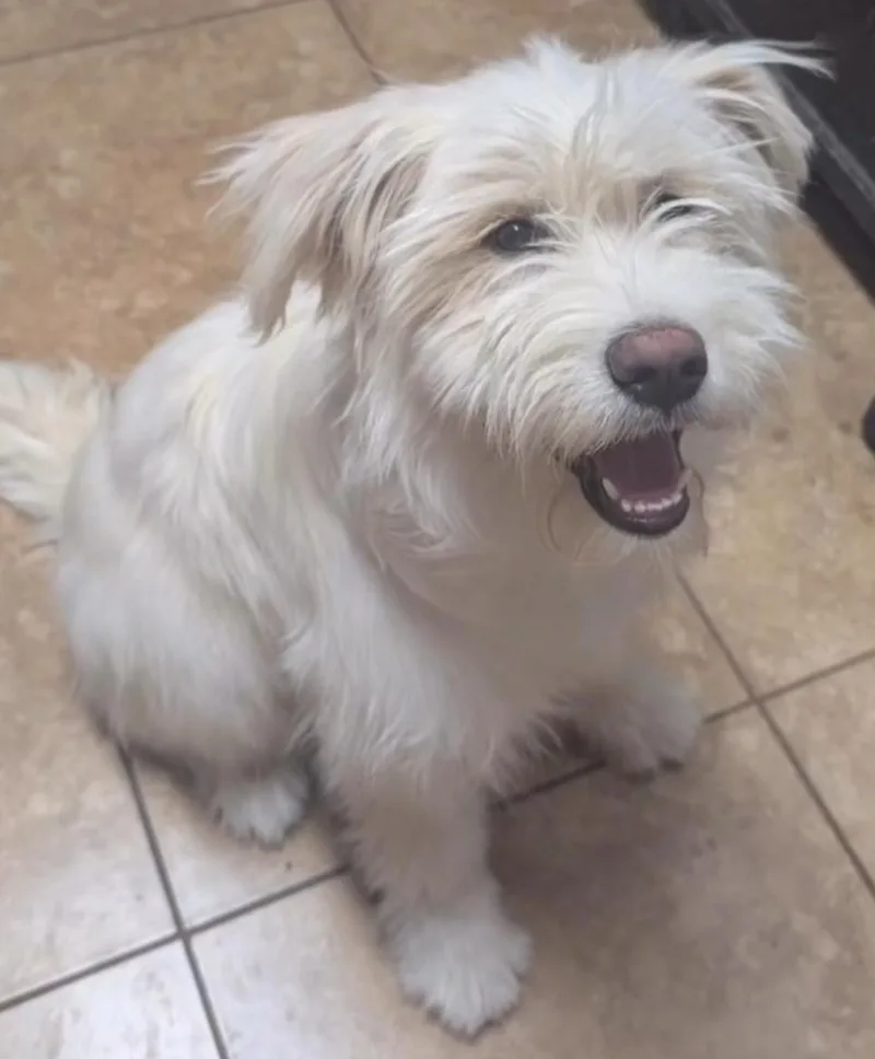A young small-sized female Labrador Retriever dog named Effie for adoption in Scottsdale, AZ