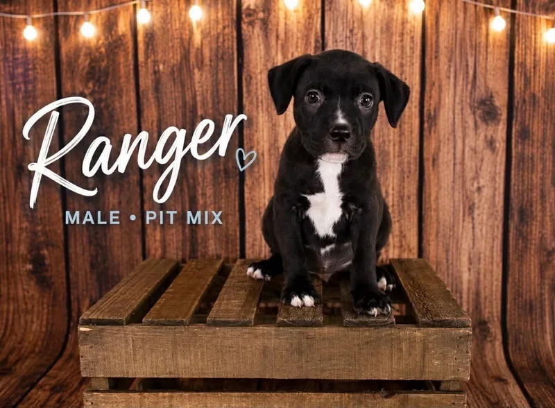 A baby medium-sized male American Staffordshire Terrier dog named Ranger for adoption in Holly Springs, NC