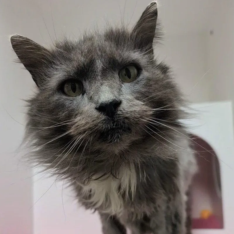 An adult medium-sized male Domestic Long Hair cat named Cashew for adoption in New Castle, DE