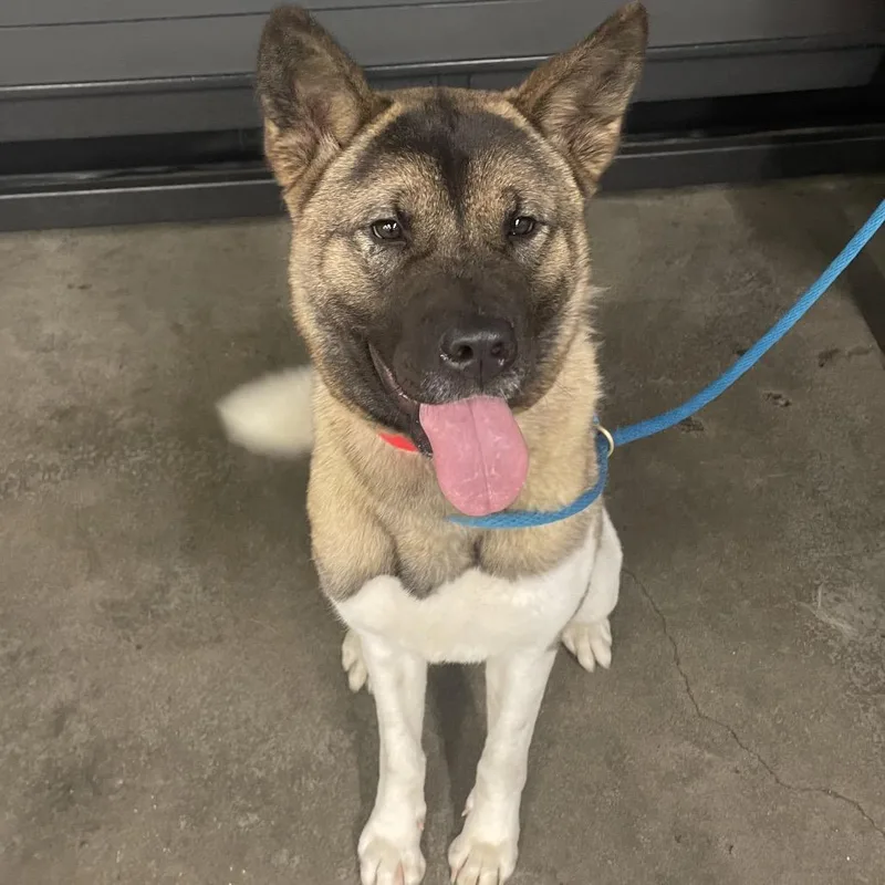A young large-sized female Brown / Chocolate Akita dog named Gracey for adoption in Tampa, FL
