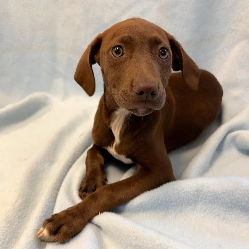 A young medium-sized female Labrador Retriever dog named Kissa Weeks for adoption in Sterling, MA