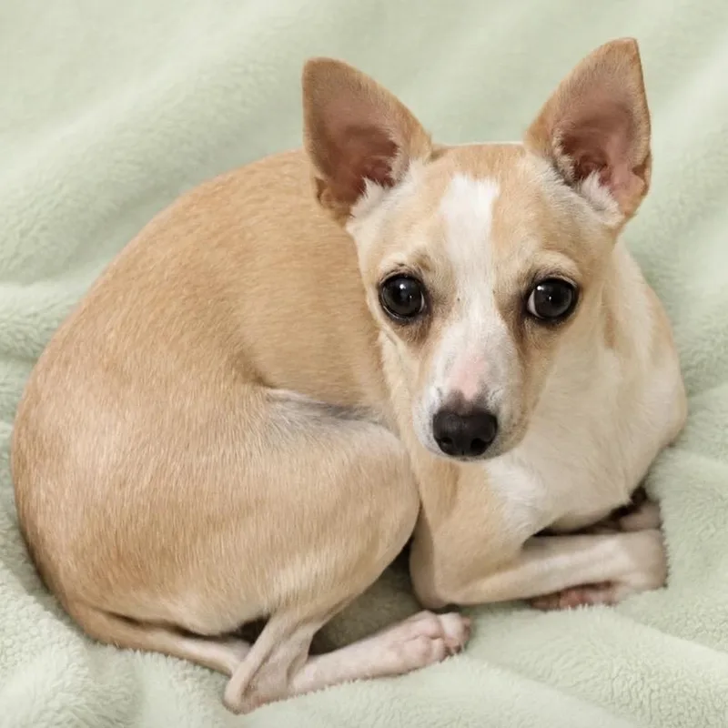 An adult small-sized female Apricot / Beige Chihuahua dog named Patty for adoption in Kim, CO