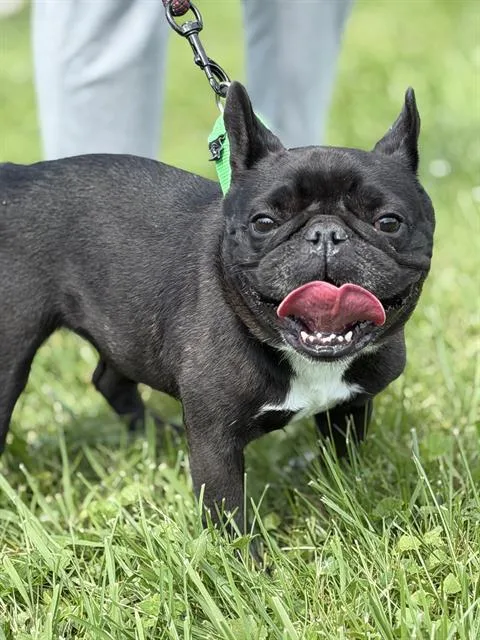 An adult small-sized female French Bulldog dog named Evie for adoption in Canfield, OH