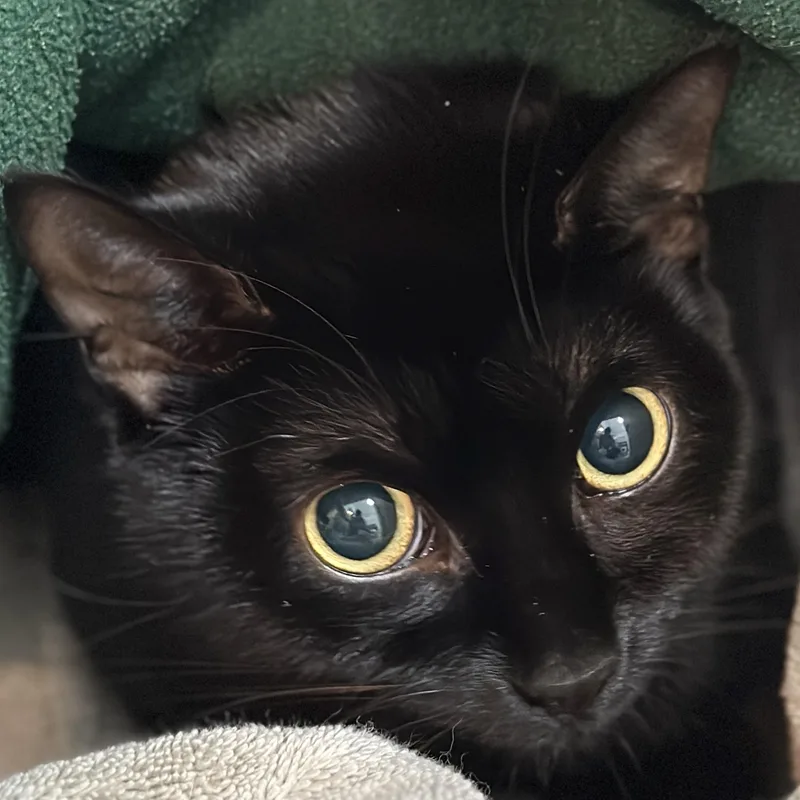 An adult medium-sized female Black Domestic Short Hair cat named Tink for adoption in Victor, NY
