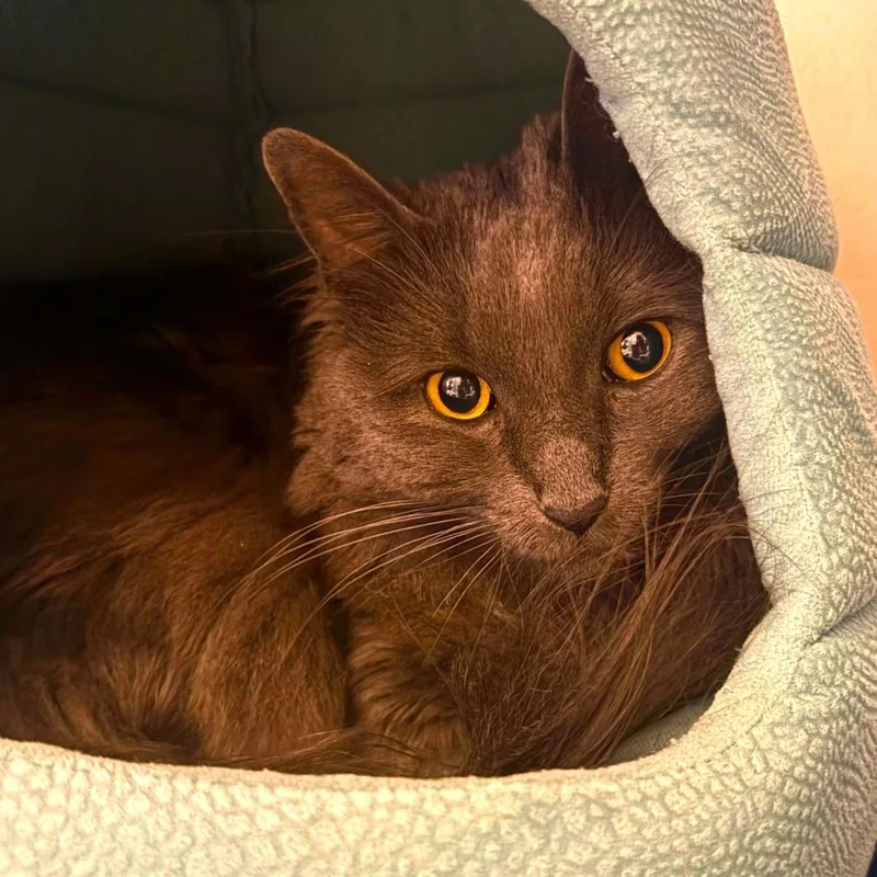 An adult medium-sized female Domestic Long Hair cat named Missy for adoption in Joshua Tree, CA