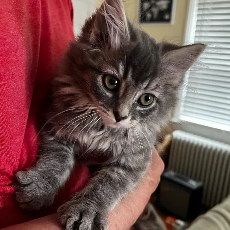 A baby small-sized female Gray / Blue / Silver Domestic Long Hair cat named Georgina for adoption in Winchester, VA