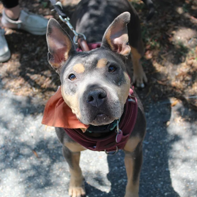 An adult medium-sized female Gray / Blue / Silver Mixed Breed dog named Zena for adoption in Gloucester, VA