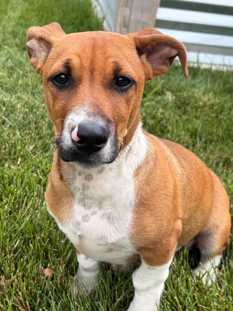 Duke