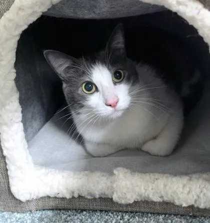 An adult medium-sized male Domestic Short Hair cat named Bowie for adoption in New Hope, PA