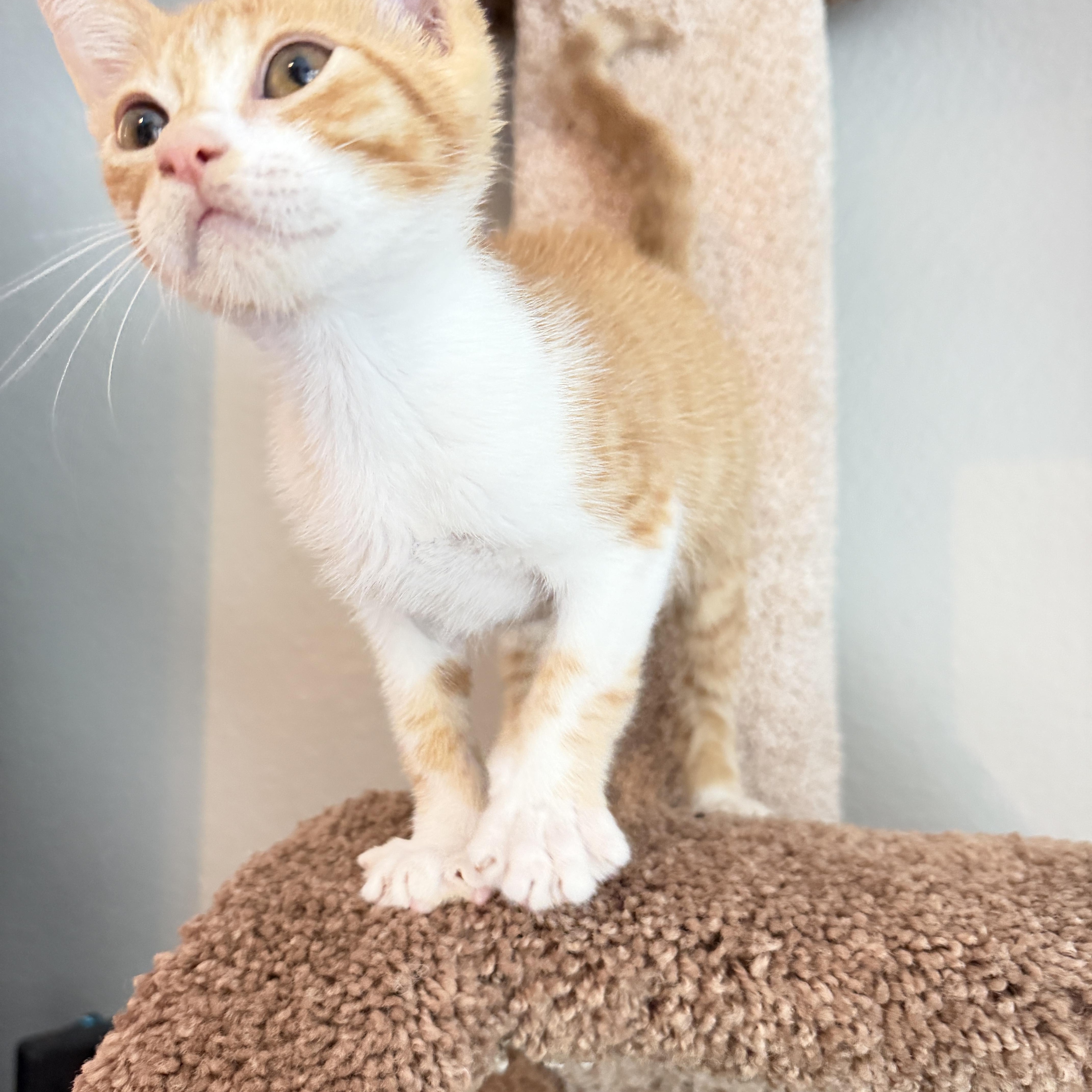 A baby medium-sized male Orange & White Domestic Short Hair cat named August for adoption in Houston, TX