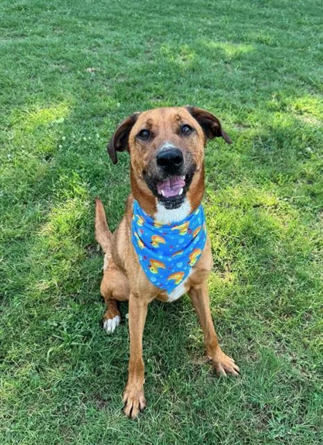 A young large-sized male Labrador Retriever dog named Tarzan for adoption in Haw River, NC