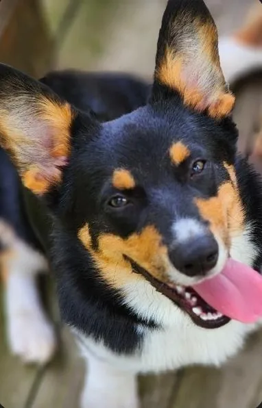 BunECorgi