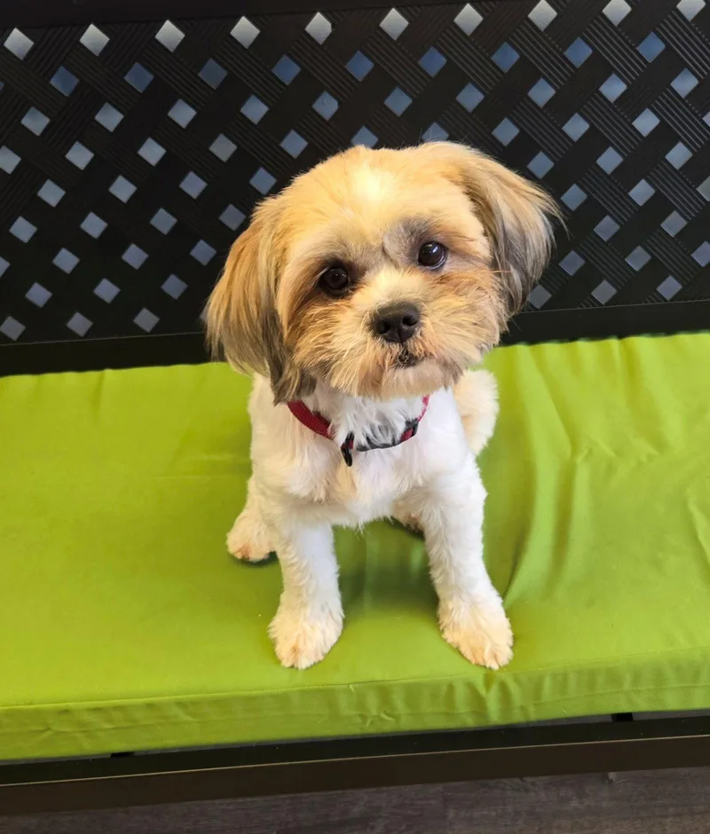 A young medium-sized female Shih Tzu dog named Muneca for adoption in Cliffwood, NJ