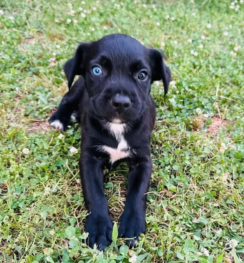 A baby large-sized male Labrador Retriever dog named Erling Haaland for adoption in Claremore, OK