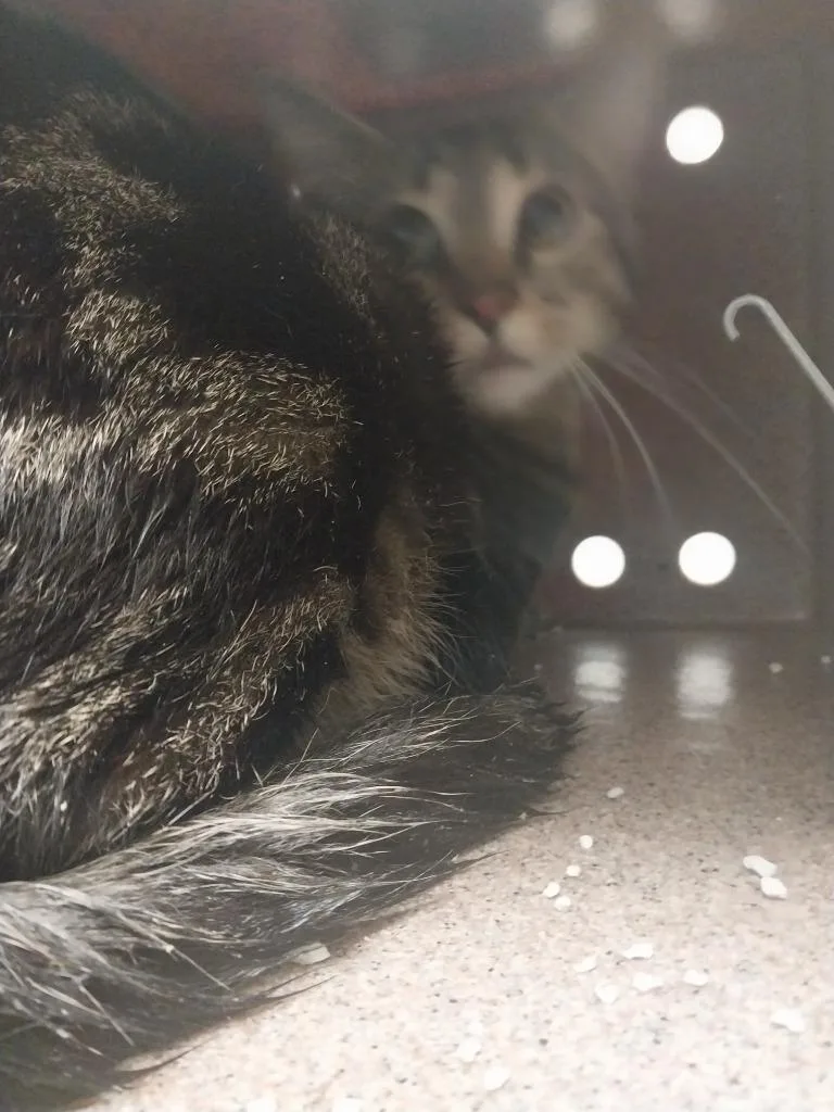 A young small-sized male Domestic Short Hair cat named Sam for adoption in Oxford, NC