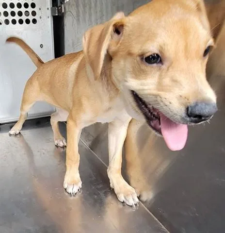 A baby small-sized female Labrador Retriever dog named 7-11 for adoption in Garland, TX