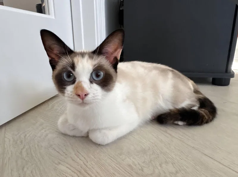 An adult medium-sized female Snowshoe cat named Opal for adoption in Royal Palm Beach, FL