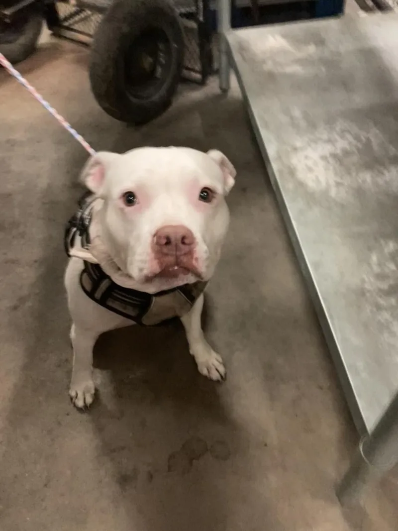 An adult large-sized female Mixed Breed dog named Bella Grace Bg for adoption in Dallas, TX
