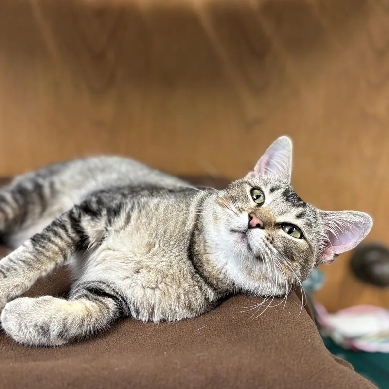 A young medium-sized female Brown / Chocolate Domestic Short Hair cat named Romana for adoption in Fargo, ND