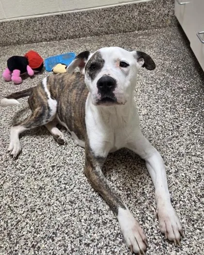 A young medium-sized female Pit Bull Terrier dog named Gigi for adoption in Westland, MI