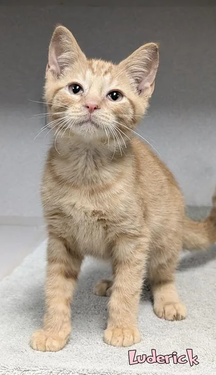 A baby small-sized male Domestic Short Hair cat named Luderick for adoption in Mason, MI