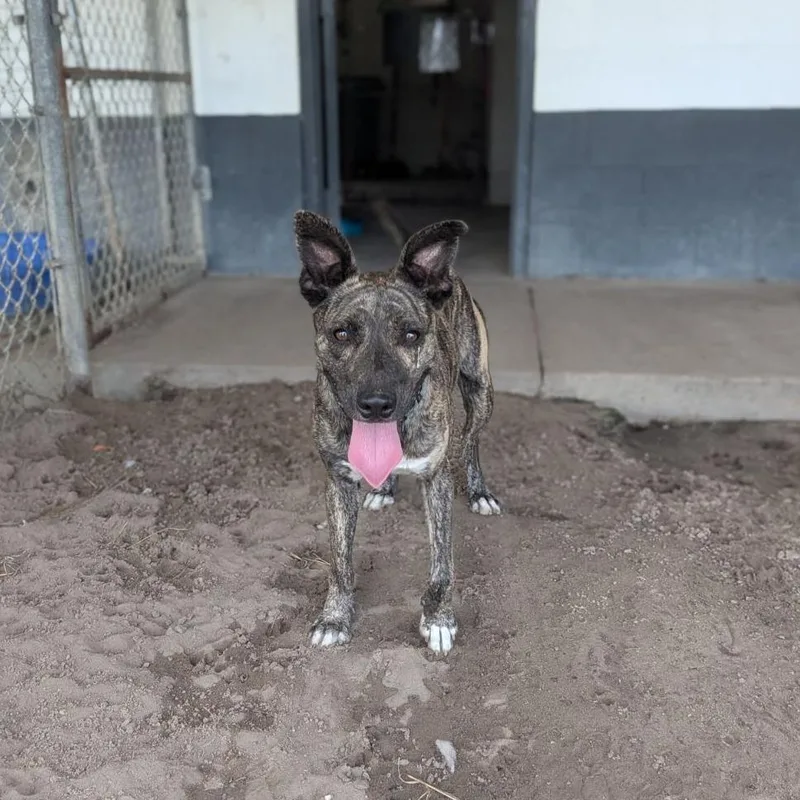 An adult medium-sized female Brindle Dutch Shepherd dog named Cabbage Patch for adoption in Ocala, FL