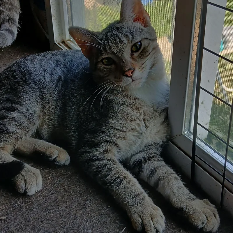 A young small-sized male Tabby cat named Kit for adoption in Hobart , IN