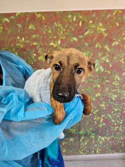 A young small-sized female Shepherd dog named Berry for adoption in San Antonio, TX