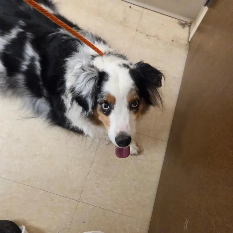 An adult medium-sized male White / Cream Australian Shepherd dog named Rio for adoption in Lake Panasoffkee, FL