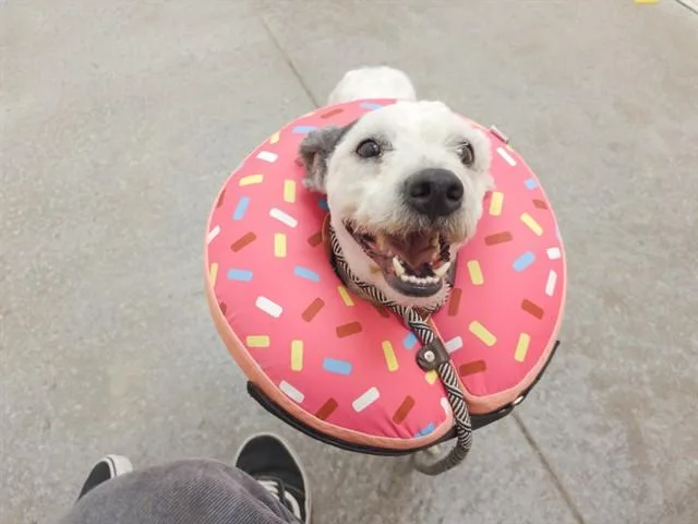 An adult large-sized male Poodle dog named Einstein for adoption in Phoenix, AZ