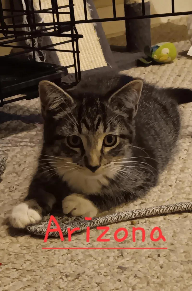 A baby medium-sized male Tabby (Gray / Blue / Silver) Domestic Short Hair cat named Arizona for adoption in Menasha, WI